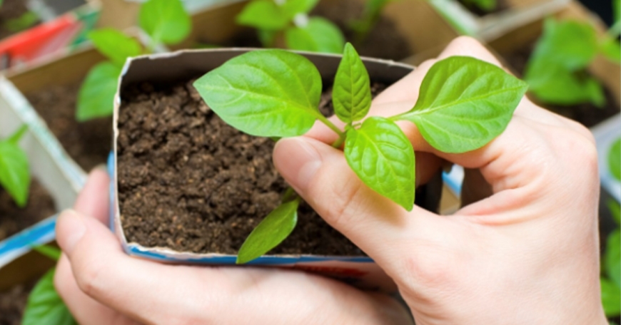 Women's History Month: Planting a Historical Seed Women's History Month: Planting a Historical Seed