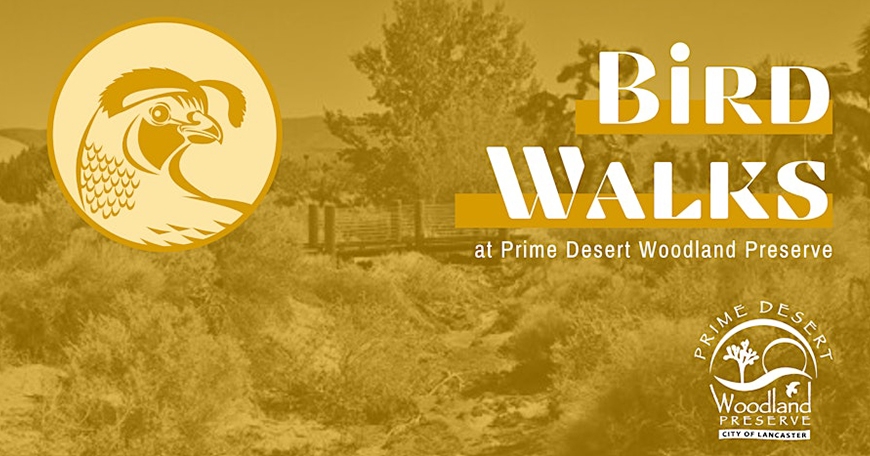 Bird Walks Bird Walks