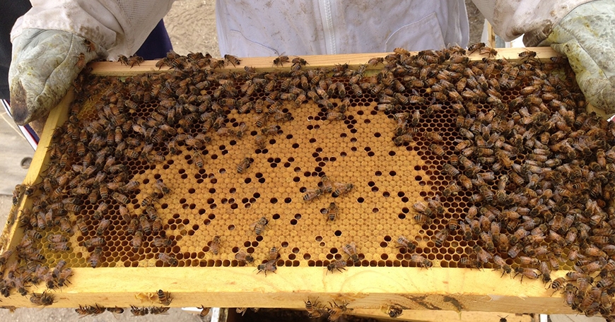 Bees, Beekeeping, and Pollination with the AV Beekeepers’ Club! Bees, Beekeeping, and Pollination with the AV Beekeepers’ Club!