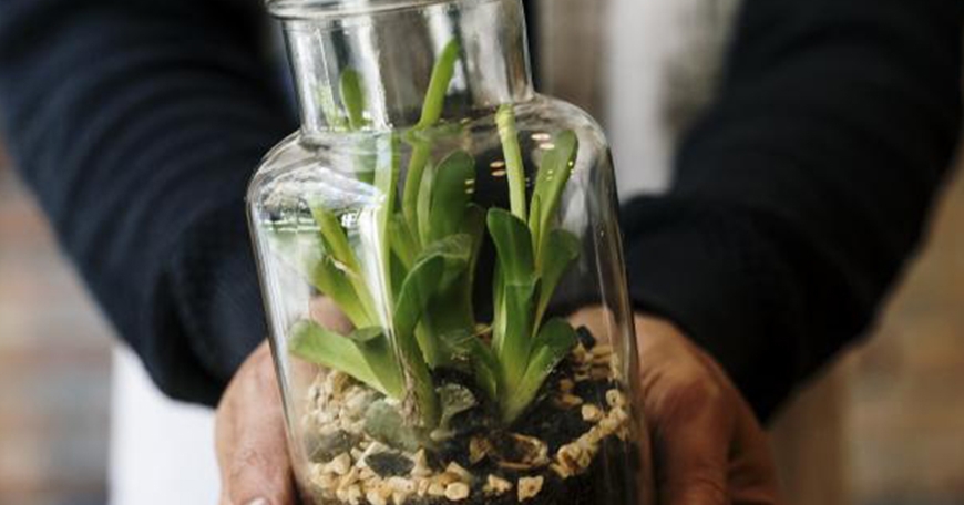 Succulent Sand Terrarium Succulent Sand Terrarium