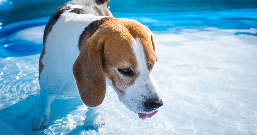 Poolside Paw-ty for Pups Poolside Paw-ty for Pups