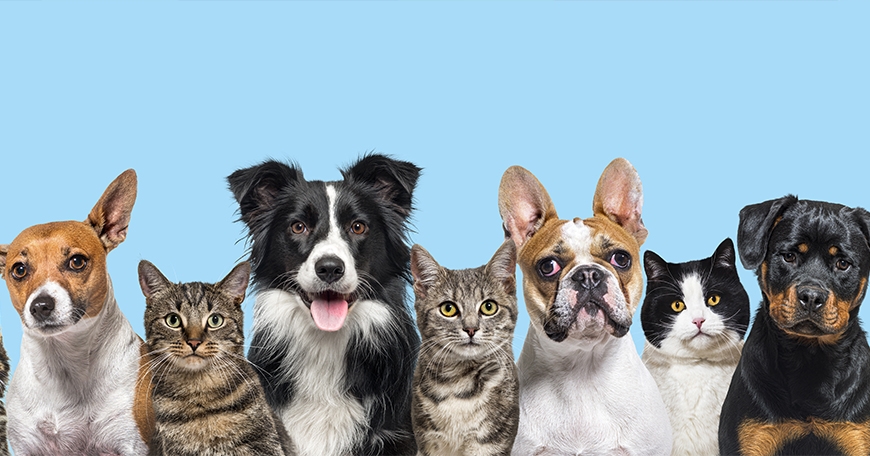 Fee-Waived Adoption Event Fee-Waived Adoption Event
