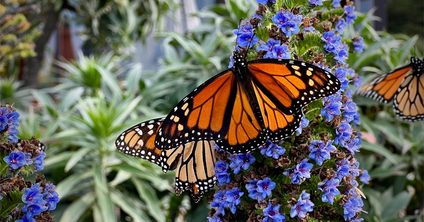 Pollinators on Parade! Pollinators on Parade!