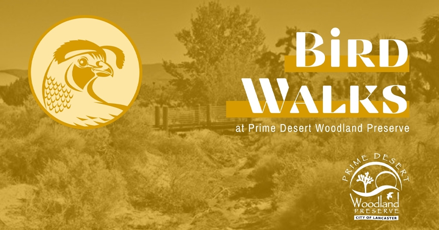 Bird Walks at Prime Desert Woodland Preserve