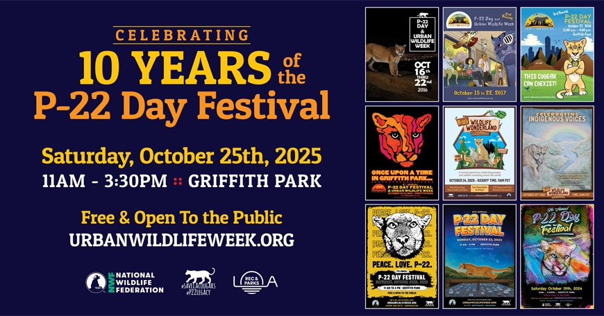 Celebrating 10 Years of the P-22 Day Festival Celebrating 10 Years of the P-22 Day Festival